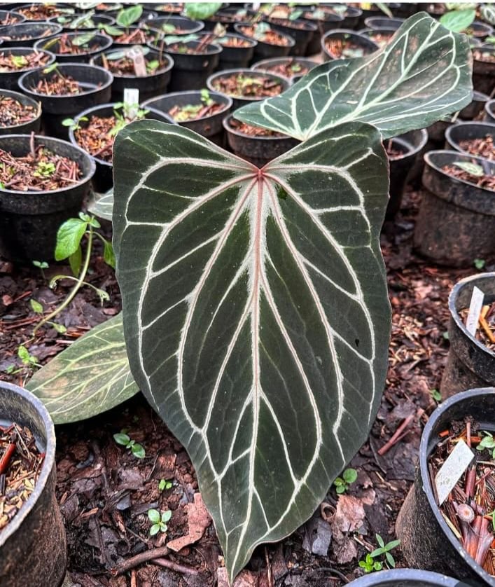 King of spades butterplay